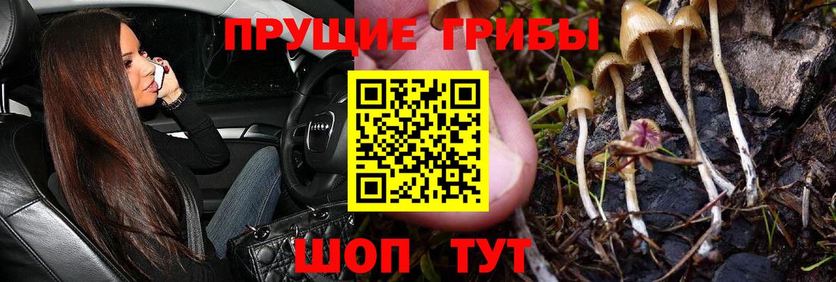 Курчалой  Галлюциногенные грибы Cubensis  Вход с VPN 